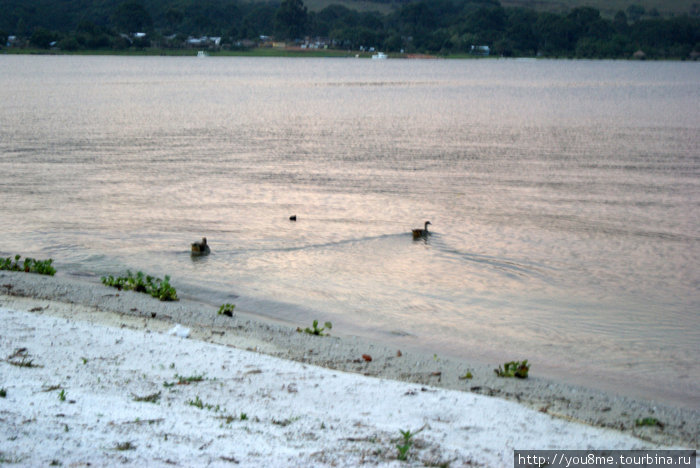 утки в воде Острова Сесе, Уганда