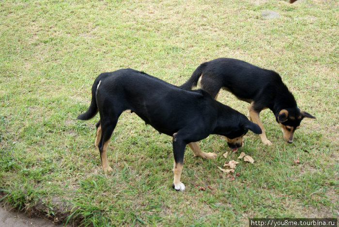 свои собаки Острова Сесе, Уганда