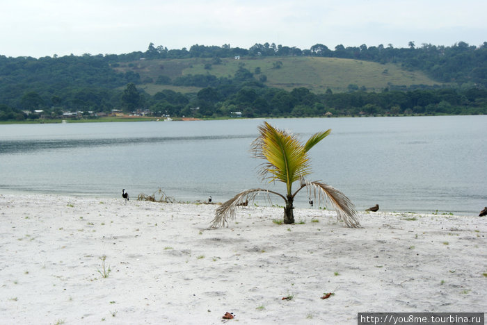 птицы на пустом пляже Острова Сесе, Уганда
