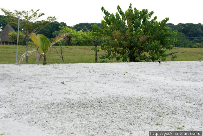 пляж с белым песком и большие птицы Острова Сесе, Уганда
