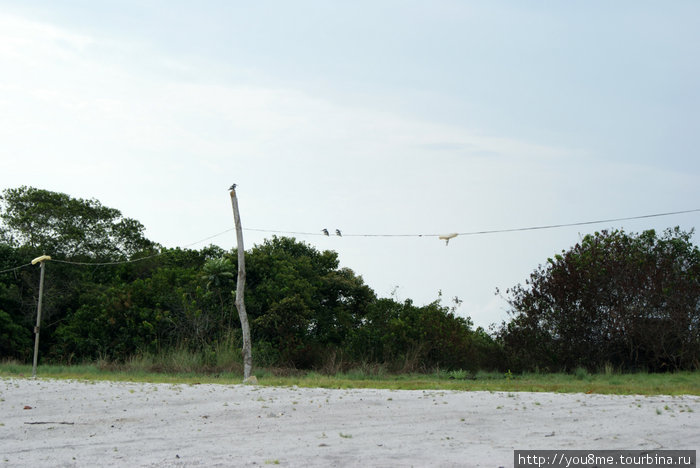 птицы на проводах Острова Сесе, Уганда