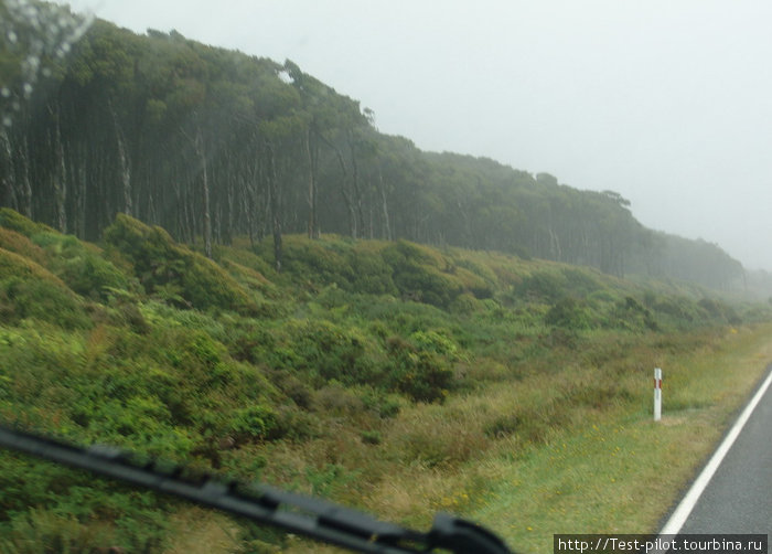Это тоже чисто новозеландские растения. Какука (повыше) и манука Франц-Джозеф, Новая Зеландия