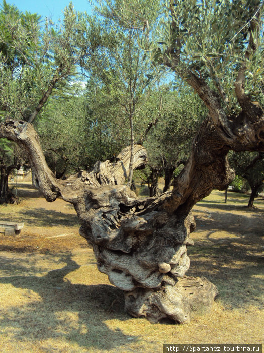 Оливковое дерево лет 700 