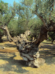 Оливковое дерево лет 700 не меньше
http://www.gidnapeloponnese.com/