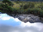 Зеркальное озеро по пути в Милфорд Саунд.  Лучше подъезжать сюда утром, когда тишь и на озере нет ряби. И тоггда оно и в самом деле зеркальное.