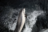 дельфины сопровождали наш кораблик, выпрыгивая перед его носом и вызывая восторг у туристов.