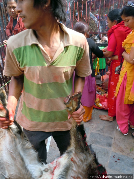 С жертвенным бараном Катманду, Непал