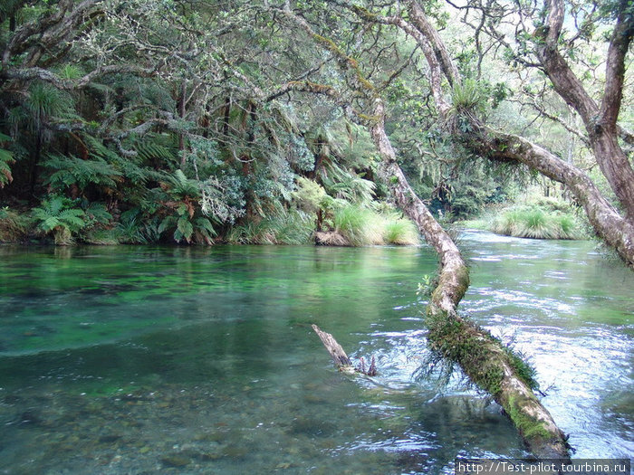 РекаТаравера с берегами, поросшими серебристым папоротником Роторуа, Новая Зеландия