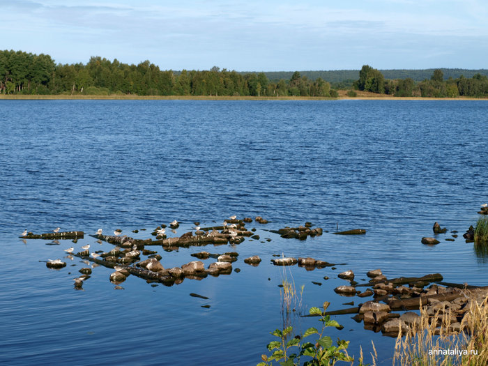 Чайки на Онежском озере Кижи, Россия