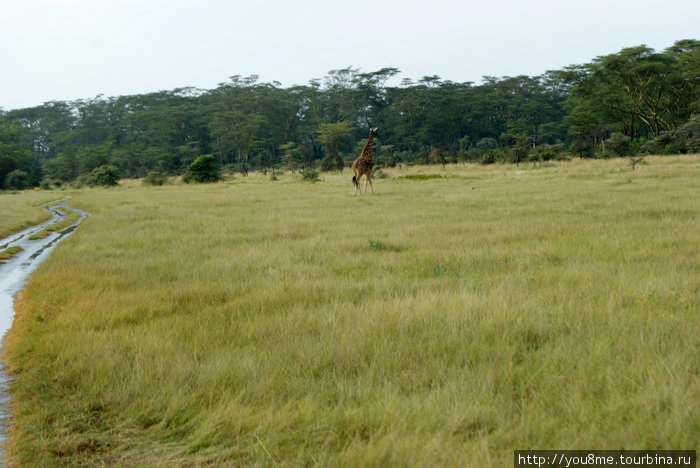 жираф Озеро Накуру Национальный Парк, Кения