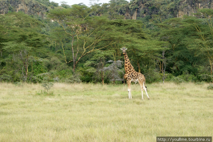 Разговор с жирафом (А в глазах Африка - 13) Озеро Накуру Национальный Парк, Кения
