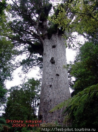 Каури Танэ Махута («Бог леса» или «Властелин леса») высотой 51,5 метров и обхватом ствола 13,8 метров, возраст которого оценивается примерно в 1500—2500 лет  и считается самым старым деревом в мире. Новая Зеландия