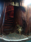 Винтовая лестница внутри ствола каури, на которой запросто могут разминуться два человека