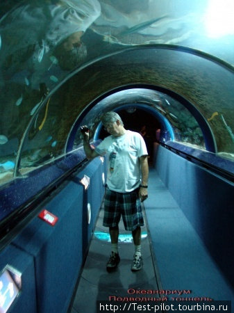 Оклендский океанариум.Подводный Мир Келли Тарлтон. На фото уникальный подводный тоннель – за стеклом гигантские скаты, мурены, акулы... Окленд, Новая Зеландия