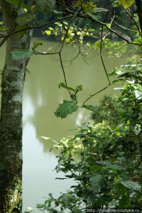 зеленые листва и вода Рвензори Маунтинс Национальный Парк, Уганда
