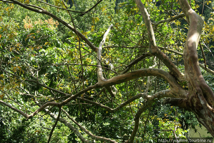 здесь живут колобусы Рвензори Маунтинс Национальный Парк, Уганда