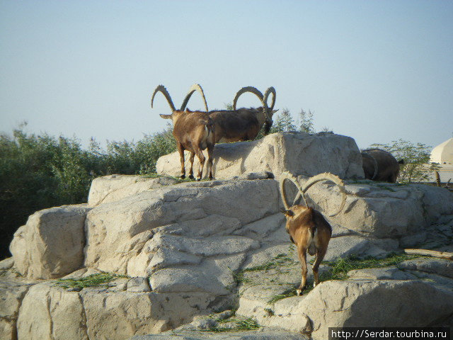 Зоо парк Аль-Айна Аль-Айн (Аль-Хили), ОАЭ