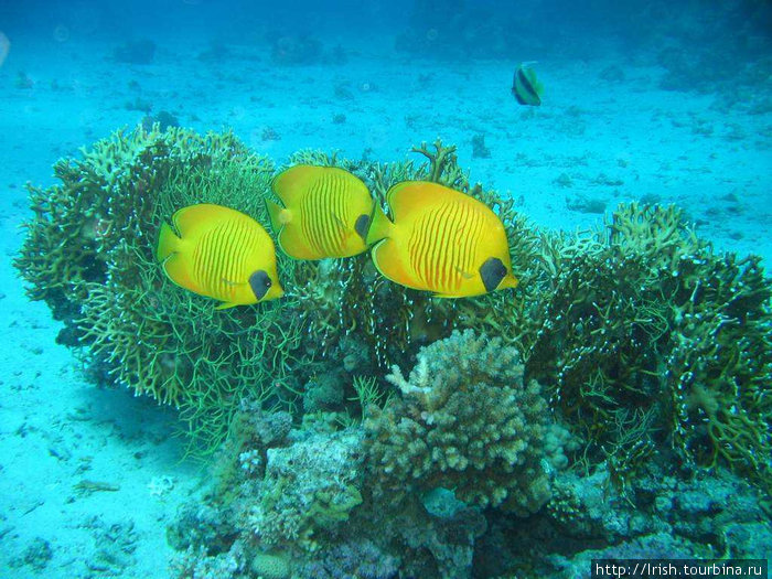 Подводный мир Красного моря Египет