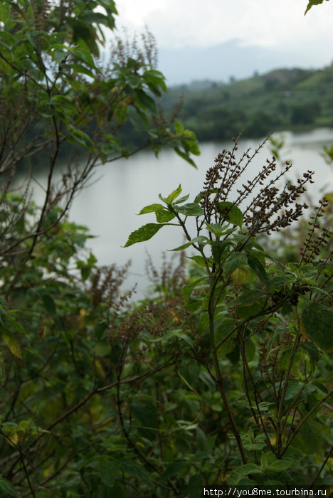 в горах Уганды Рвензори Маунтинс Национальный Парк, Уганда