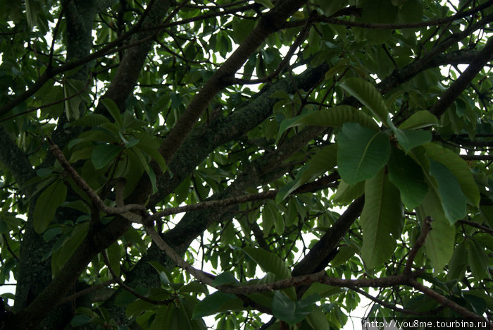 тропические деревья Рвензори Маунтинс Национальный Парк, Уганда