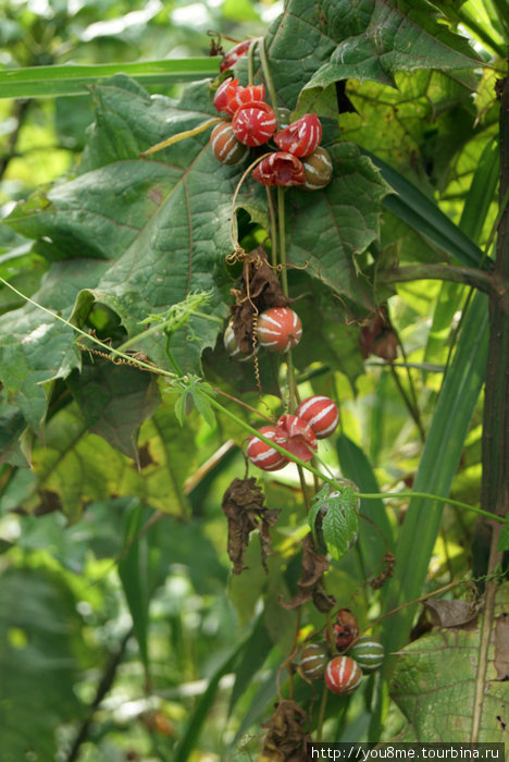 невиданные растения (полосатые арбузики :) Рвензори Маунтинс Национальный Парк, Уганда