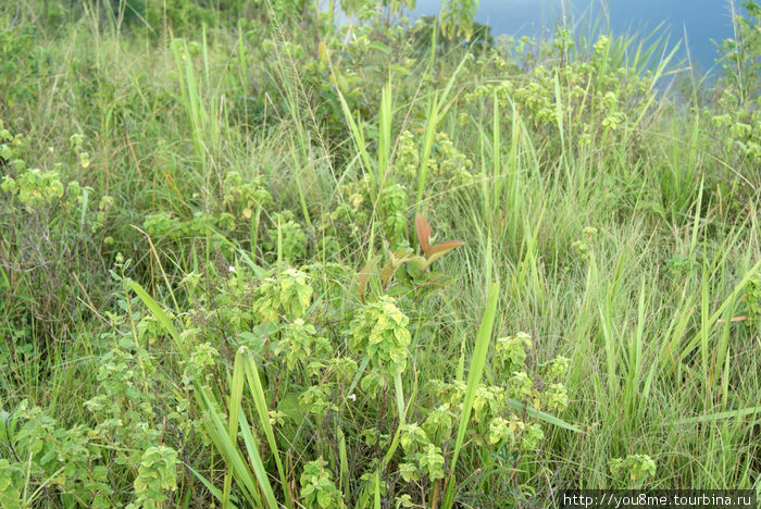 высокая зеленая трава Рвензори Маунтинс Национальный Парк, Уганда