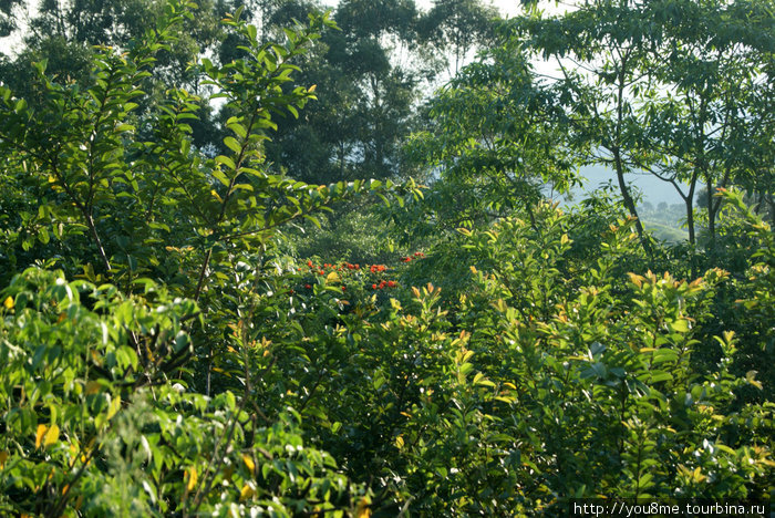 Африка Рвензори Маунтинс Национальный Парк, Уганда