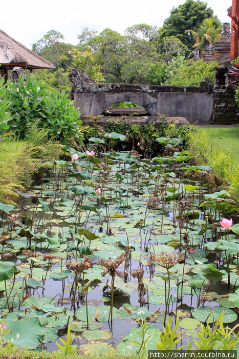 Заросший лотосами пруд в храме Таман Аюн Убуд, Индонезия