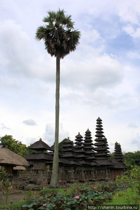 Пагоды высокие, но пальма — выше Убуд, Индонезия