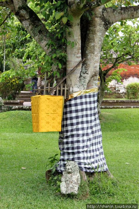 Священное дерево в храме Таман Аюн Убуд, Индонезия
