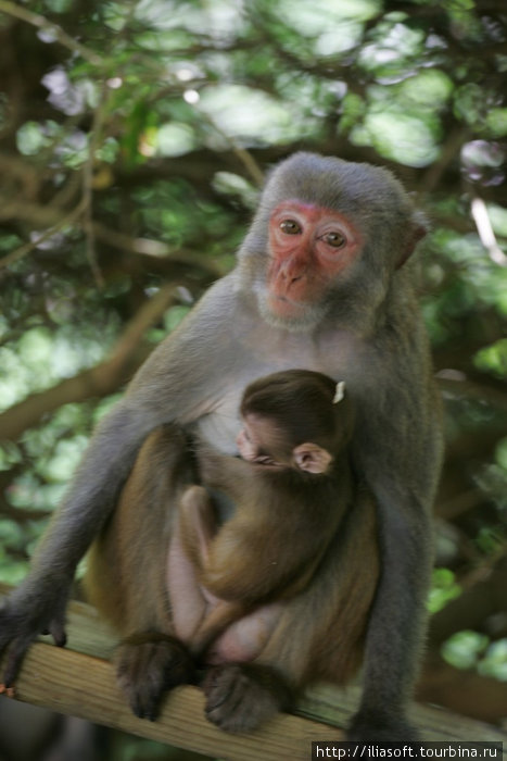 В гостях у обезьянок Санья, Китай