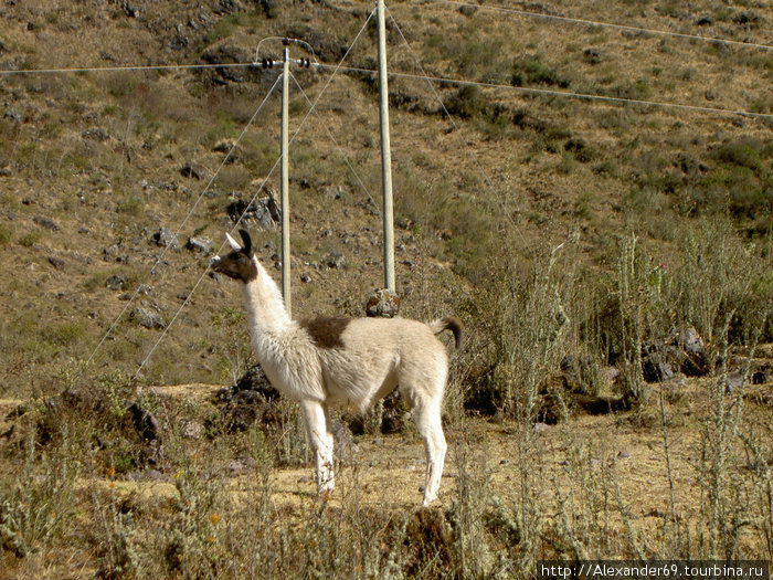 Первая встречанная на пути лама. Много их еще будет Регион Куско, Перу