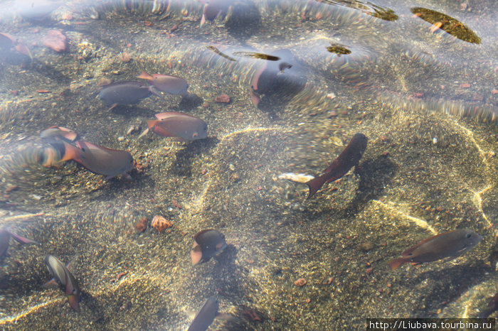 Рыбки прямо на берегу. Эйлат, Израиль