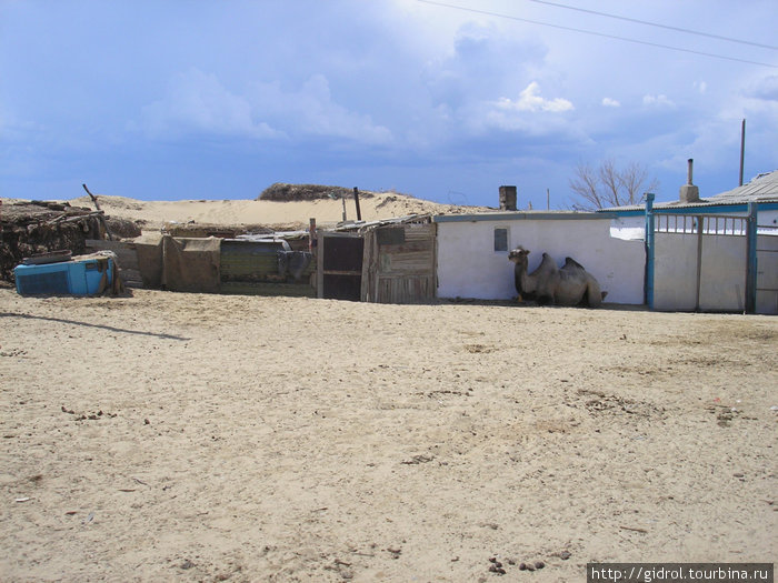 Поселок приаралья. Верблюд присел в тенечке. Кызылординская область, Казахстан