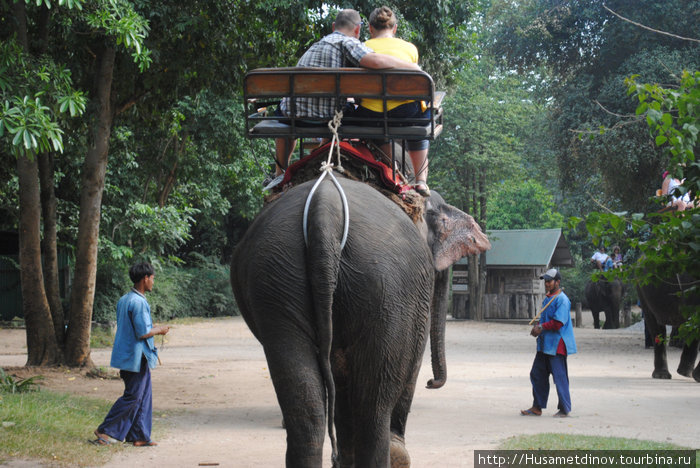 Погулка на слонах Таиланд
