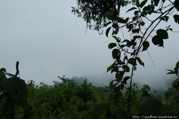 туман в горах Рвензори Маунтинс Национальный Парк, Уганда