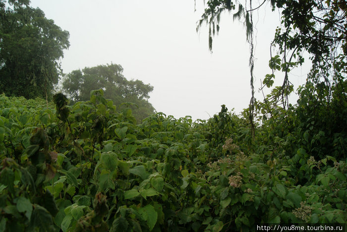 густая зеленая растительность Рвензори Маунтинс Национальный Парк, Уганда