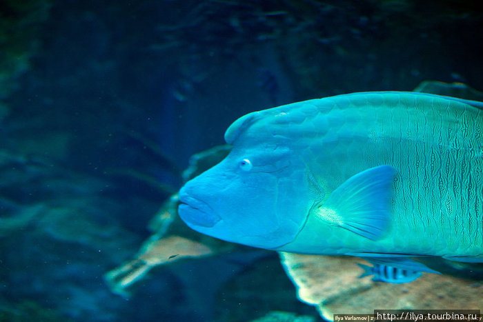 Дубайский аквариум Дубай, ОАЭ