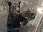 Зоокомплекс  называется Три медведя, но на самом деле, медведей больше.  На момент нашего посещения их было семь — все разных возрастов.