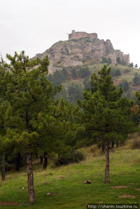 Деревья на подступах к крепости Амасья Амасья, Турция