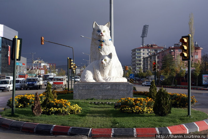 Кошки Ван, Турция