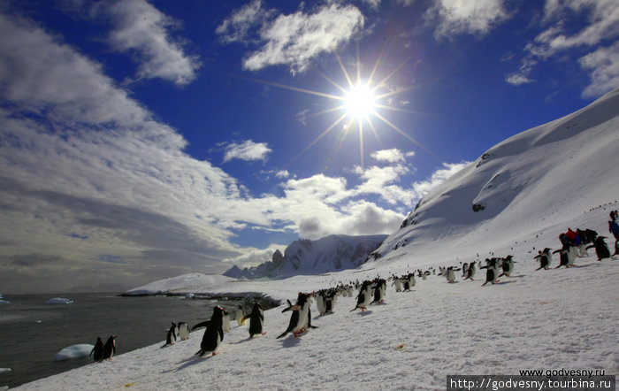 Как самому попасть в Антарктиду Антарктида