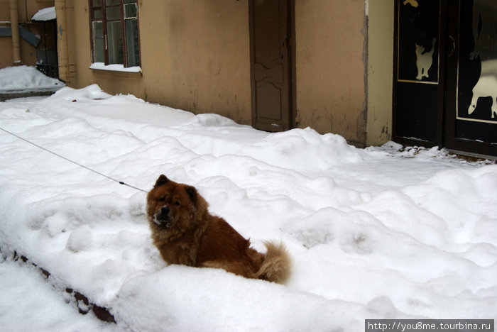 собака в снегу Санкт-Петербург, Россия