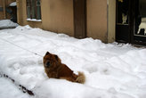 собака в снегу