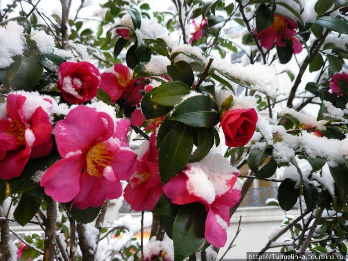 в России такого не увидишь... В конце ноября цветут цветы и падает снег... Лион, Франция