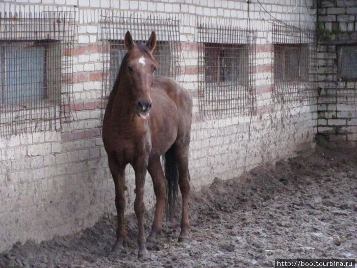 Этот жеребец уже настоящий пенсионер. Ему больше 20 лет (в среднем лошади живут 25-30 лет) Покров, Россия