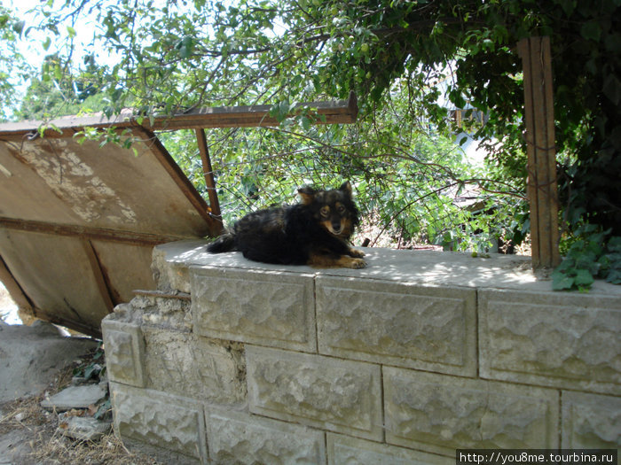 собака на стене Симеиз, Россия
