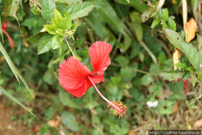 аленький цветочек Энтеббе, Уганда