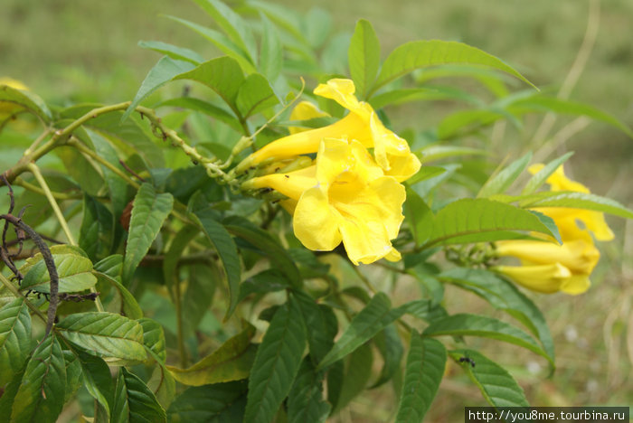 желтые цветы Энтеббе, Уганда