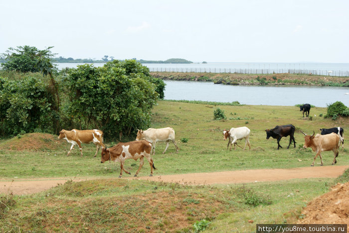африканские коровы Энтеббе, Уганда